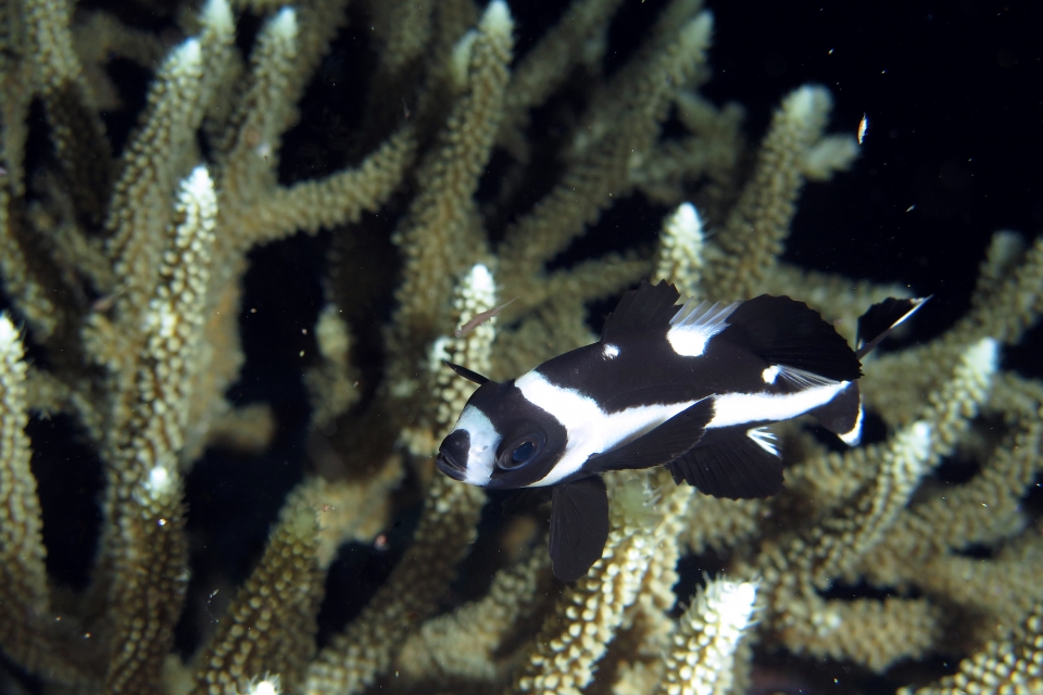 Macolor niger