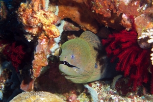 Gymnothorax javanicus, Crinoïde