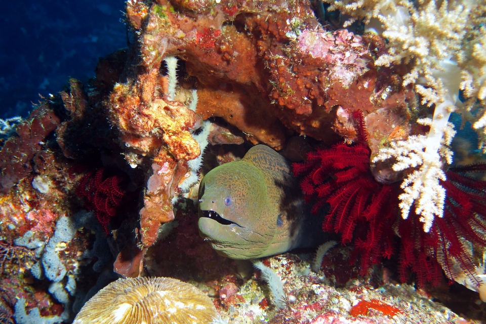 Gymnothorax javanicus, Crinoïde