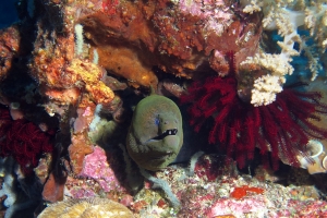 Gymnothorax javanicus, Crinoïde