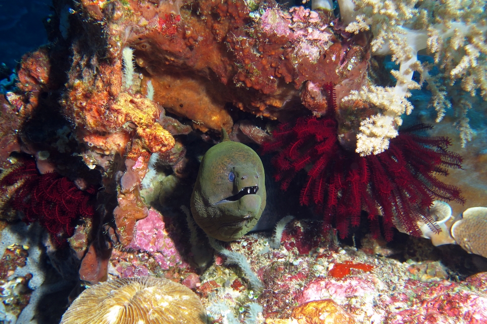 Gymnothorax javanicus, Crinoïde