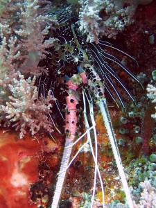 Panulirus versicolor, Litophyton arboreum