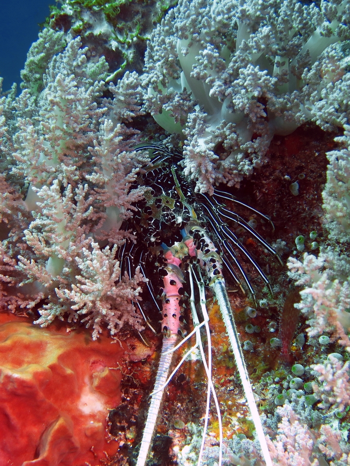 Panulirus versicolor, Litophyton arboreum
