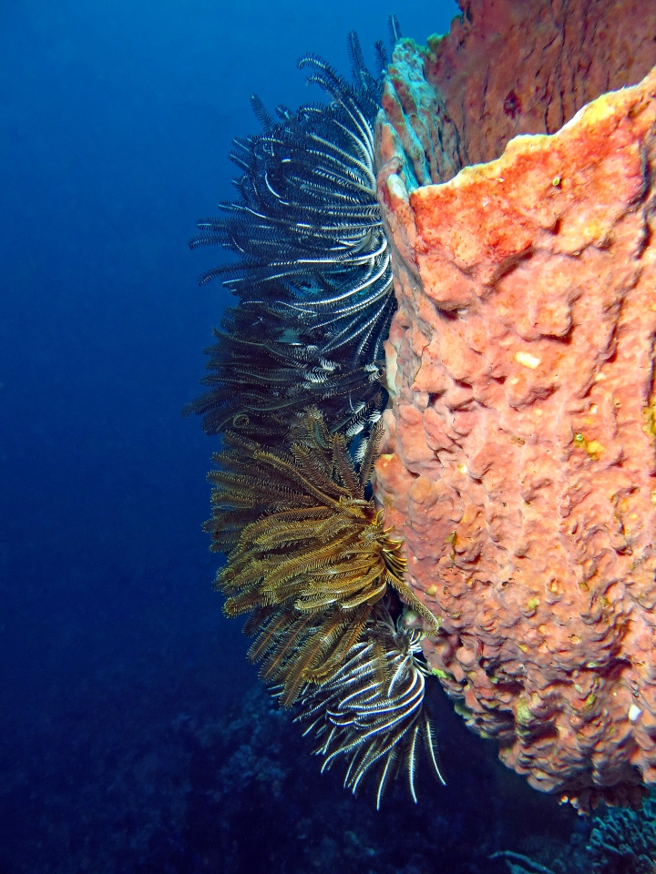 Xestospongia testudinaria, Crinoïde