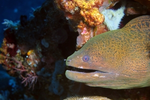 Gymnothorax javanicus