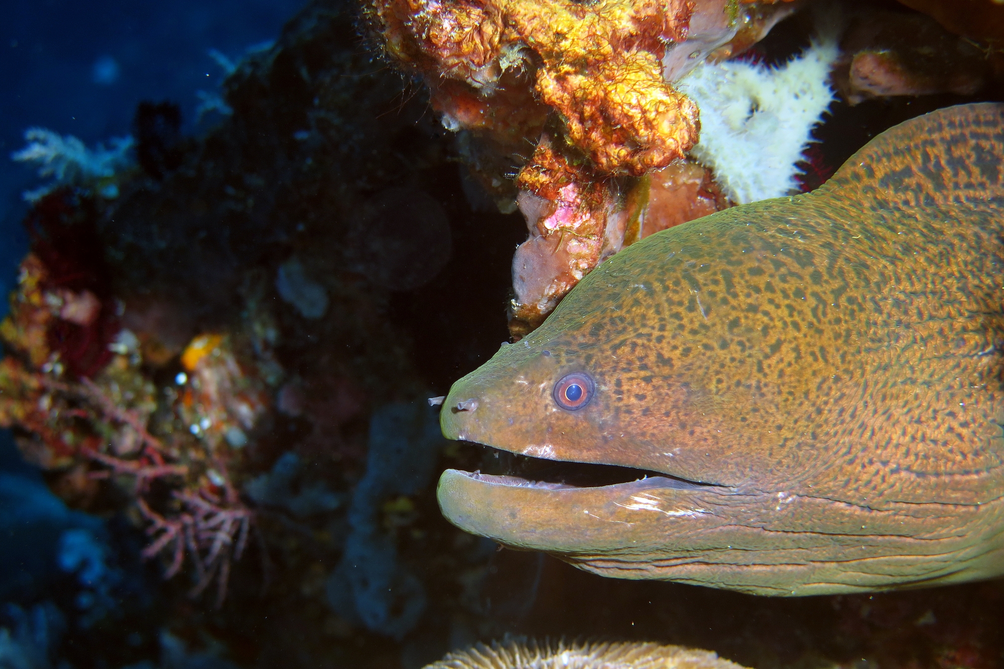 Gymnothorax javanicus