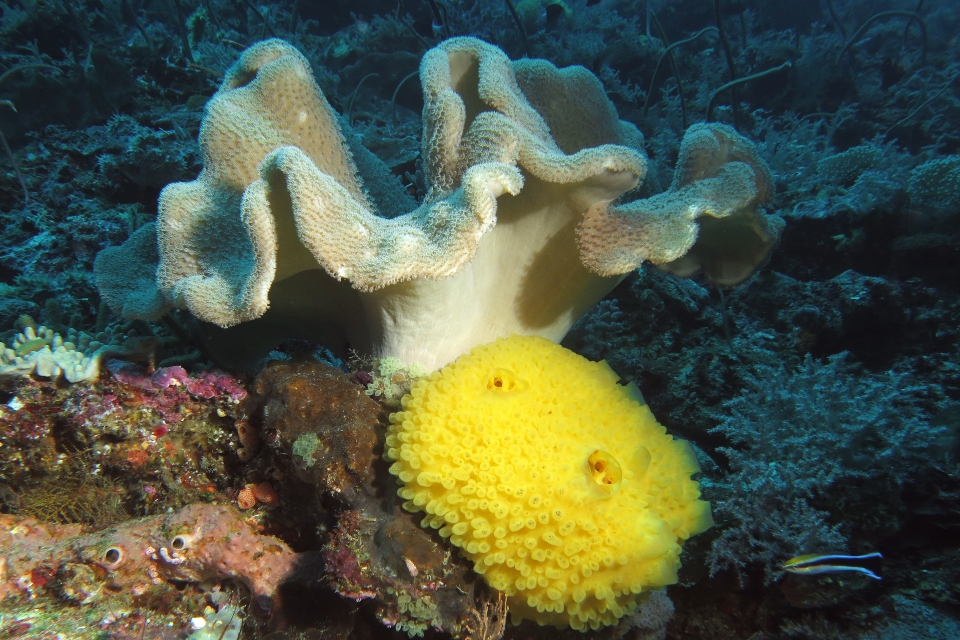 Sarcophyton glaucum, Eponge cf. Cliona viridis