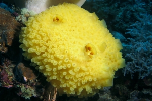 Eponge cf. Cliona viridis