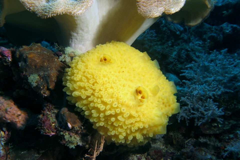 Eponge cf. Cliona viridis