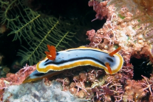 Chromodoris annae