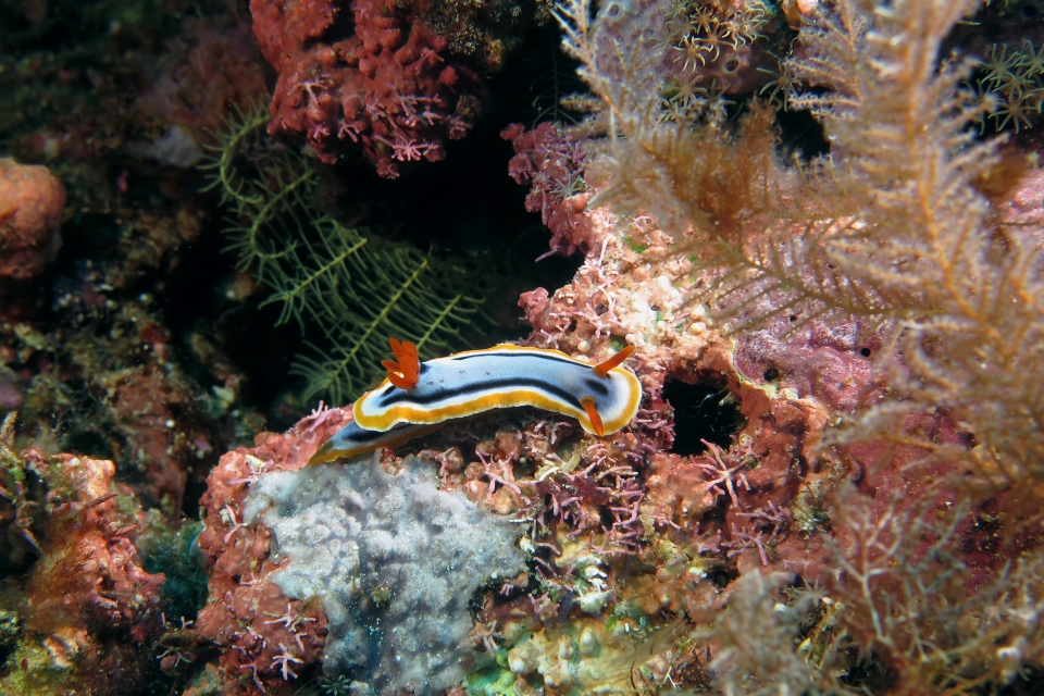 Chromodoris annae
