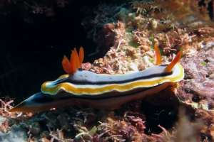 Chromodoris annae