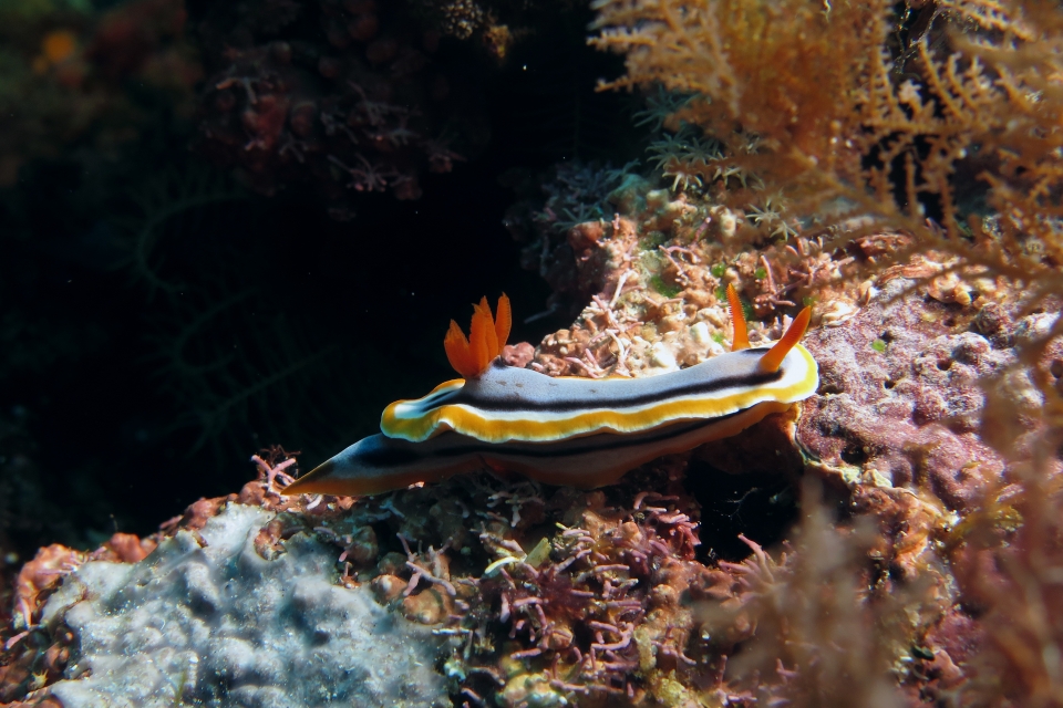 Chromodoris annae
