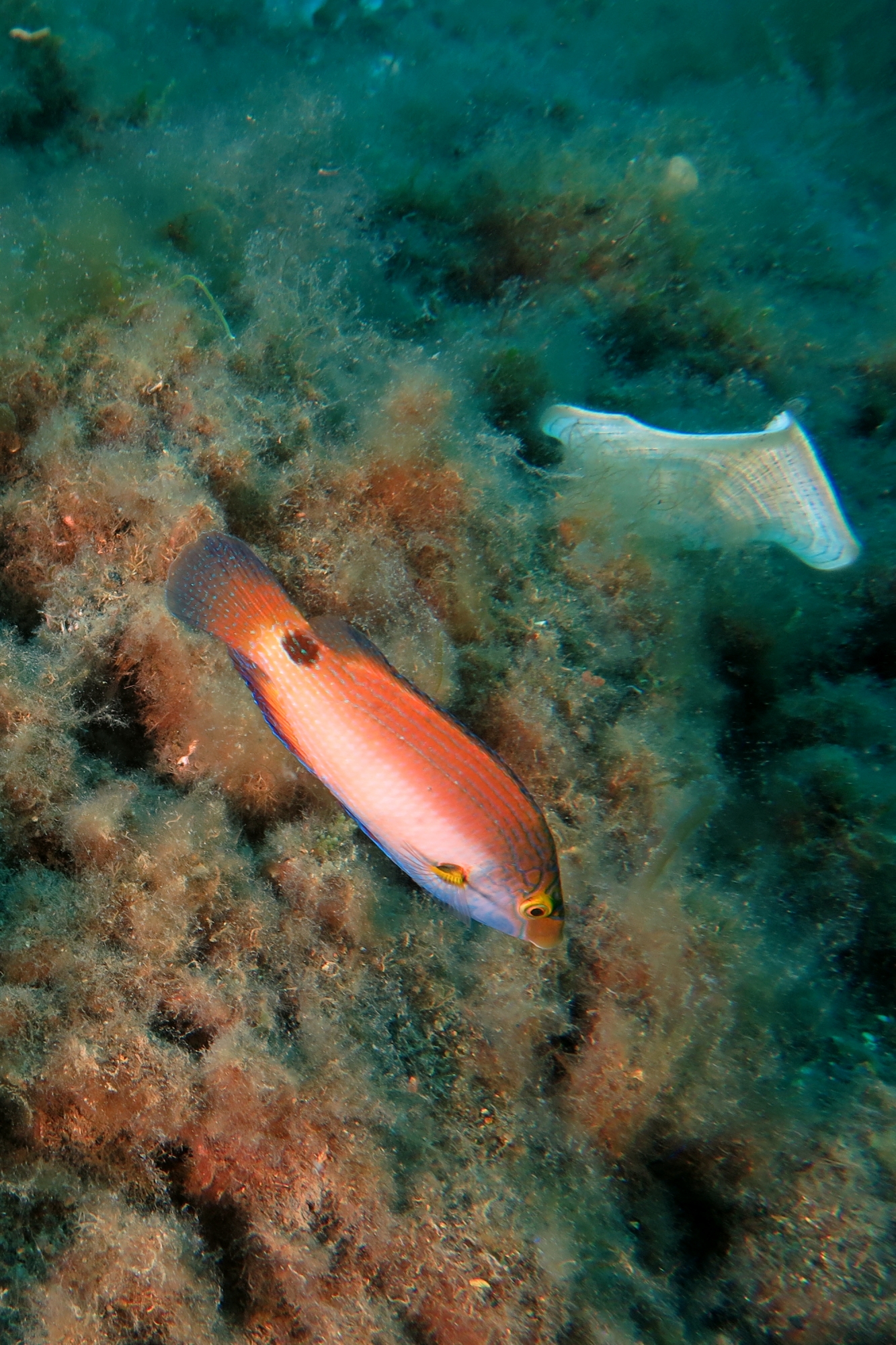 Labre Symphodus mediterraneus