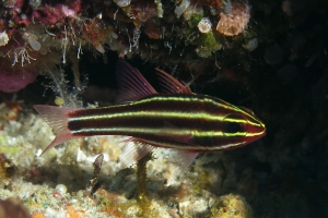 Ostorhinchus nigrofasciatus