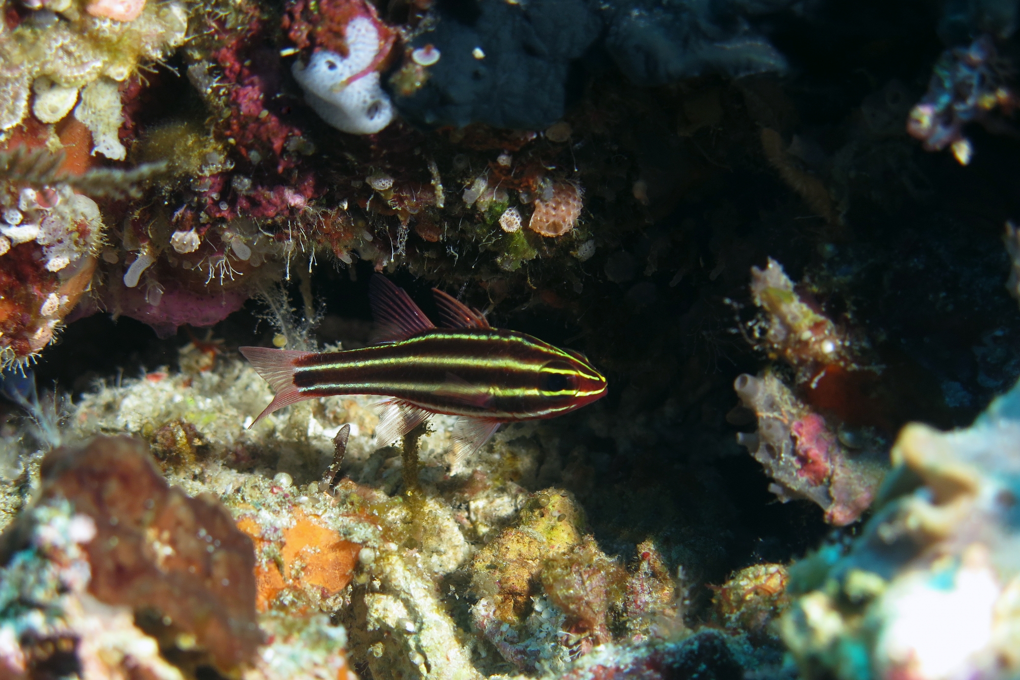 Ostorhinchus nigrofasciatus