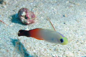 Nemateleotris magnifica