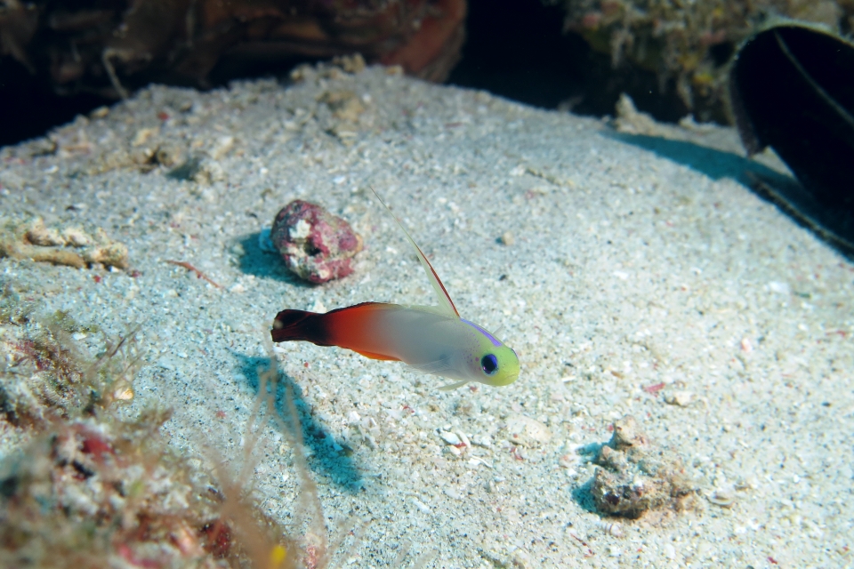 Nemateleotris magnifica