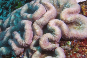 Lobophyllia hemprichii