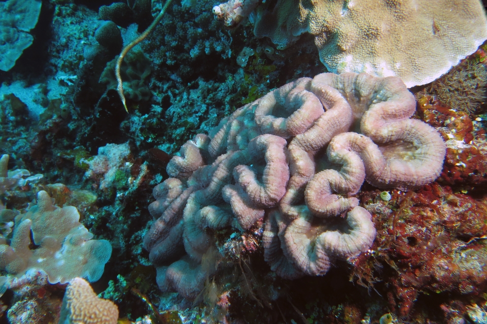 Lobophyllia hemprichii