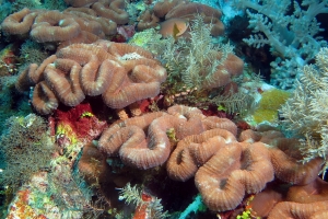 Lobophyllia hemprichii