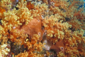 Dendronephthya sp. ou Scléronephthya sp., Eponge