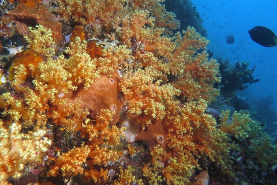 Dendronephthya sp. ou Scléronephthya sp., Eponge