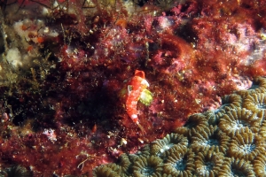 Synchiropus stellatus