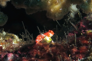 Synchiropus stellatus