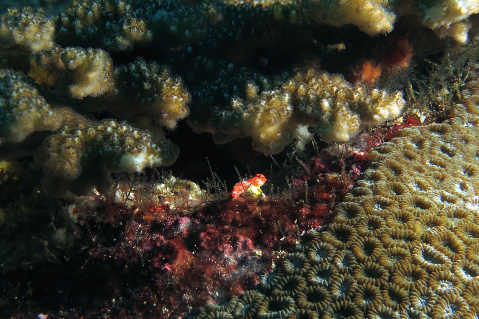 Synchiropus stellatus