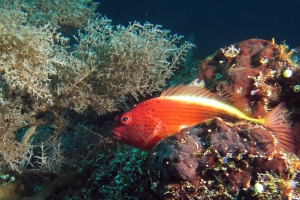 Paracirrhites forsteri