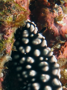 Phyllidiella nigra, Copépode