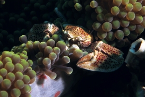 Neopetrolisthes ohshimai, Stichodactyla mertensii