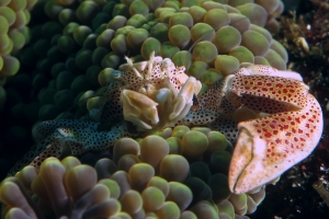 Neopetrolisthes ohshimai, Stichodactyla mertensii
