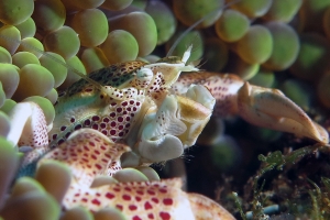 Neopetrolisthes ohshimai, Stichodactyla mertensii