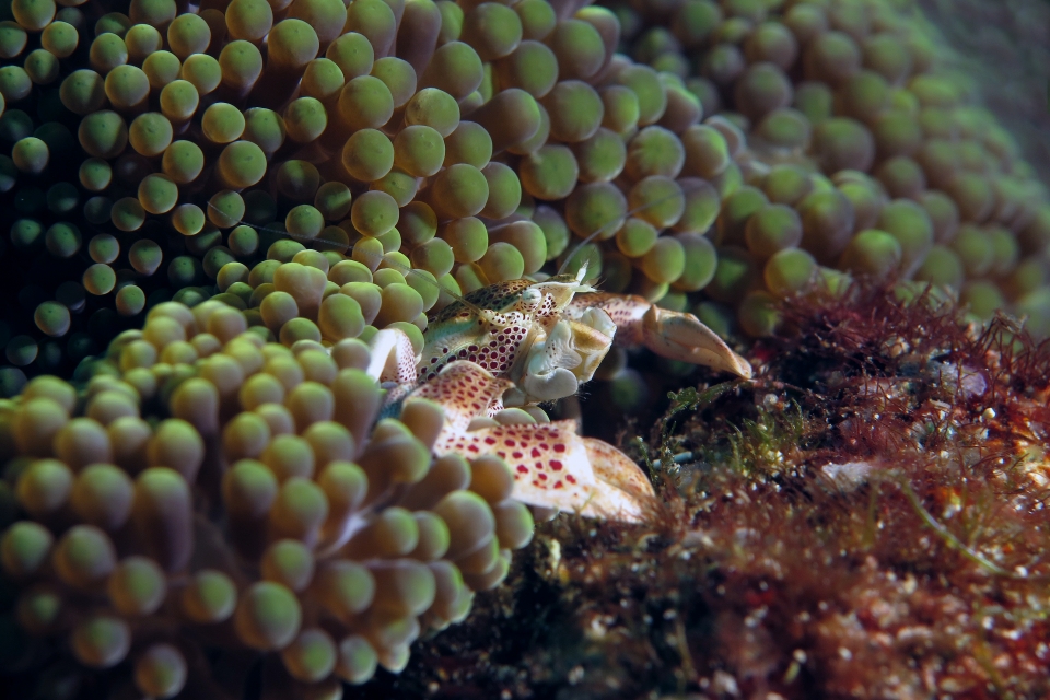 Neopetrolisthes ohshimai, Stichodactyla mertensii