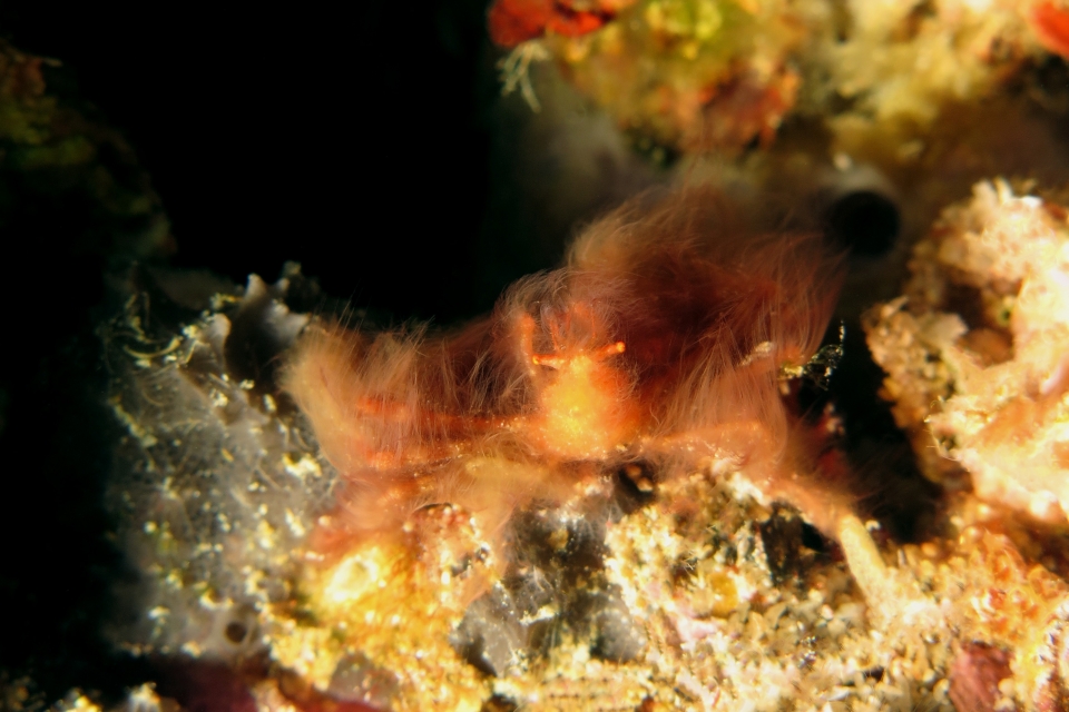 Achaeus japonicus