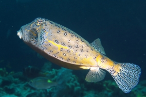 Ostracion cubicus