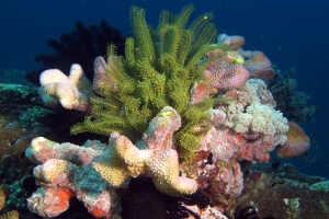 Corail, Crïnoide, Eponge cf. du genre Clathria ou Spirastrella