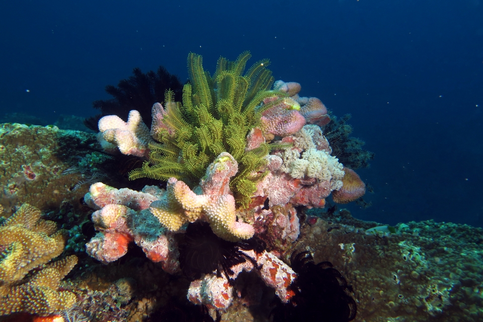 Corail, Crïnoide, Eponge cf. du genre Clathria ou Spirastrella