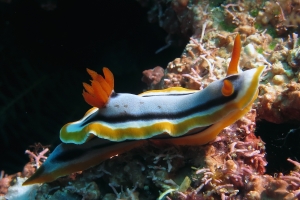Chromodoris annae