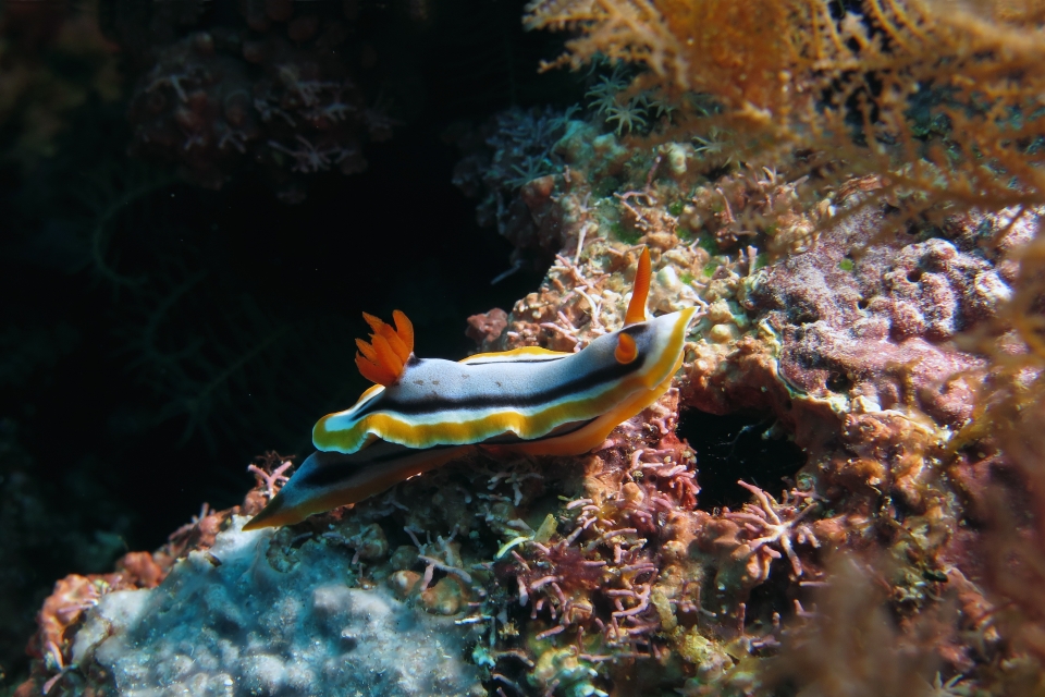 Chromodoris annae