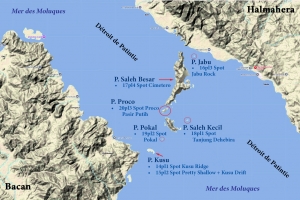 Plongées sur les îles de Kusu, Jabu, Saleh Besar et Saleh Kecil, Pokal et Proco