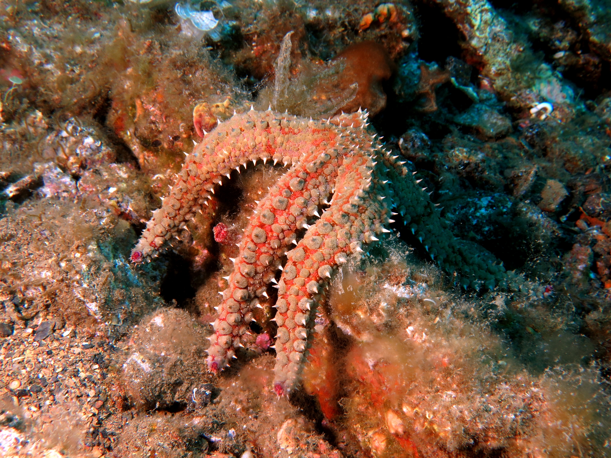 Coscinasterias tenuispina