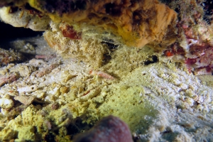 Synchiropus moyeri