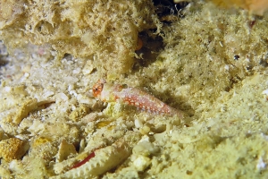 Synchiropus moyeri