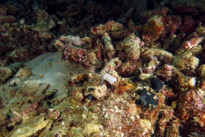 Sepia latimanus