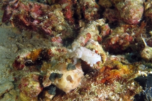 Sepia latimanus