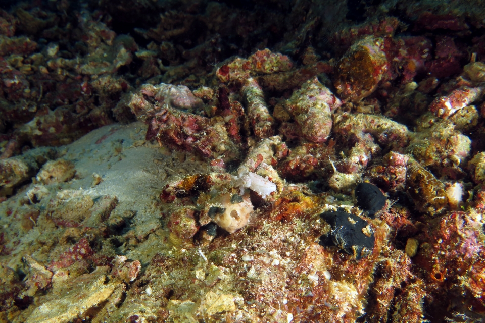 Sepia latimanus