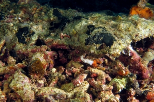 Sepia latimanus